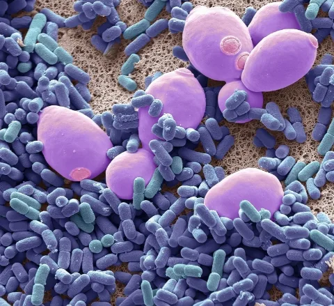 Lentilactobacillus kefiri can prevent and even reverse aging-related immune alterations